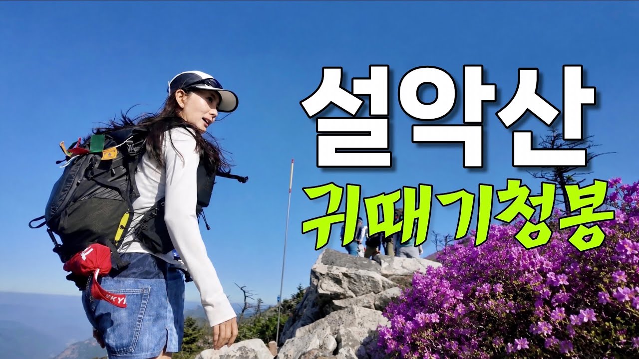 설악산 서북능선 오픈런, 귀때기청봉 털진달래 개화 상황